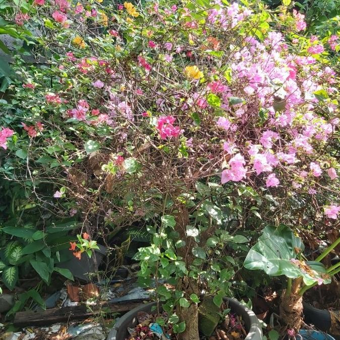 Tanaman hias bougenville 5 warna
