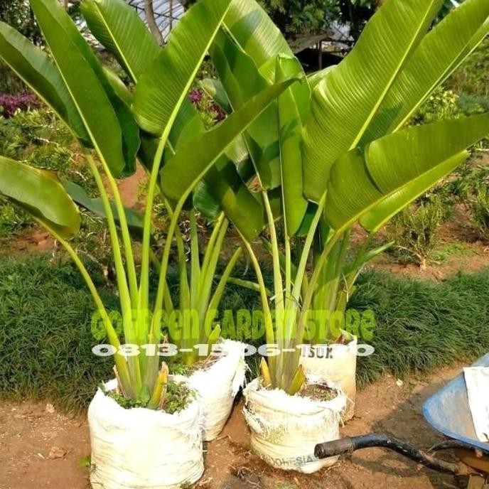Tanaman hias - pisang kipas, pohon pisangan kipas tinggi 1 meter