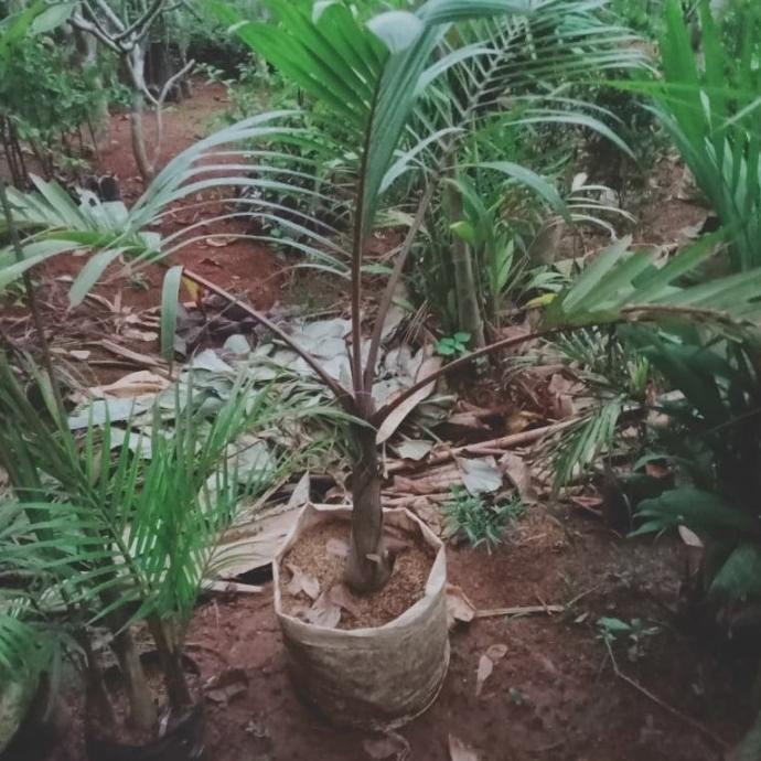 tanaman hias palem botol 1 meter