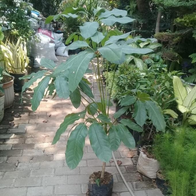 tanaman hias walisongo daun lebar