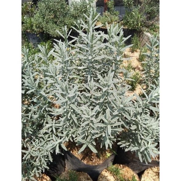 Bibit tanaman hias lavender france indukan/lavender france sudah besar