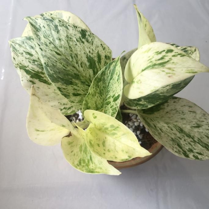 Tanaman Hias Epipremnum Marble Queen Variegata / Epip Marble