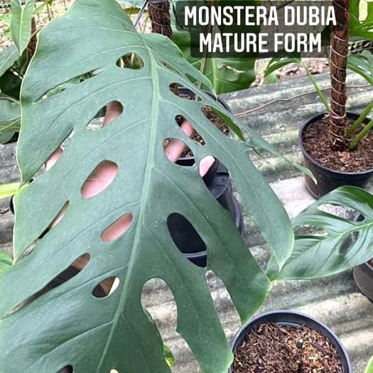 TANAMAN HIAS MONSTERA DUBIA MATURE FORM