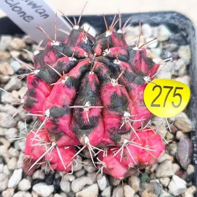Kaktus Gymnocalycium sukulen caudex premium tanaman hias cactus import
