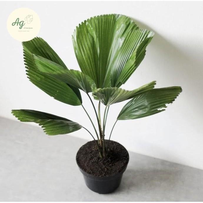 Licuala grandis -tanaman hias pam kol