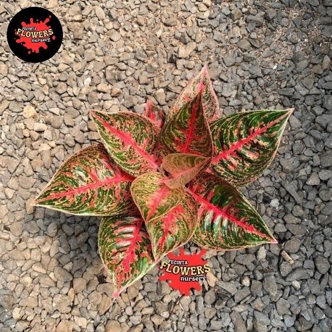 tanaman hias aglonema reanita surya dewasa