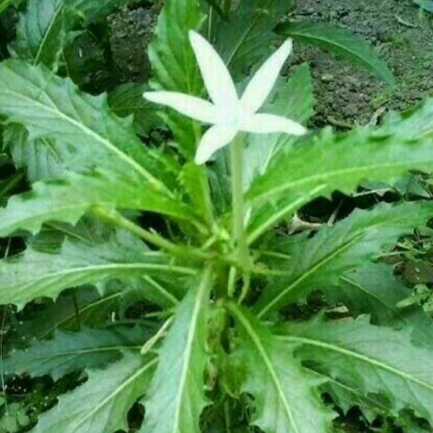 

Tanaman Langka Tanaman Herbal - Bunga Kitolod/Kembang Jangar/Bunga Bintang Lima