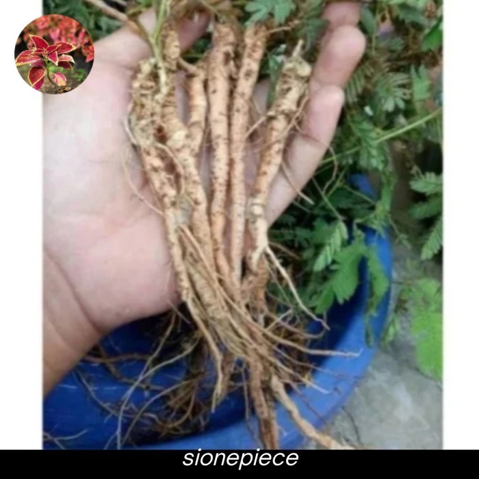 

Akar Putri Malu Per 100Gram