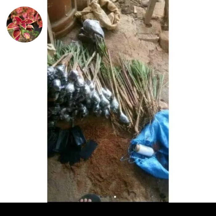 

Sereh Wangi Asli Kualitas A Dan Berakar