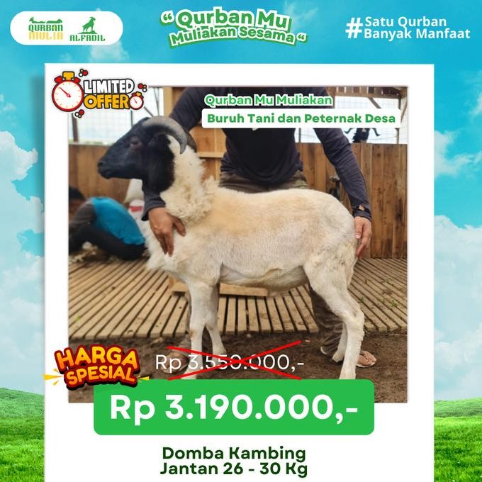 

Hewan Qurban Domba / Kambing Kurban Bobot -/+30 kg Jantan