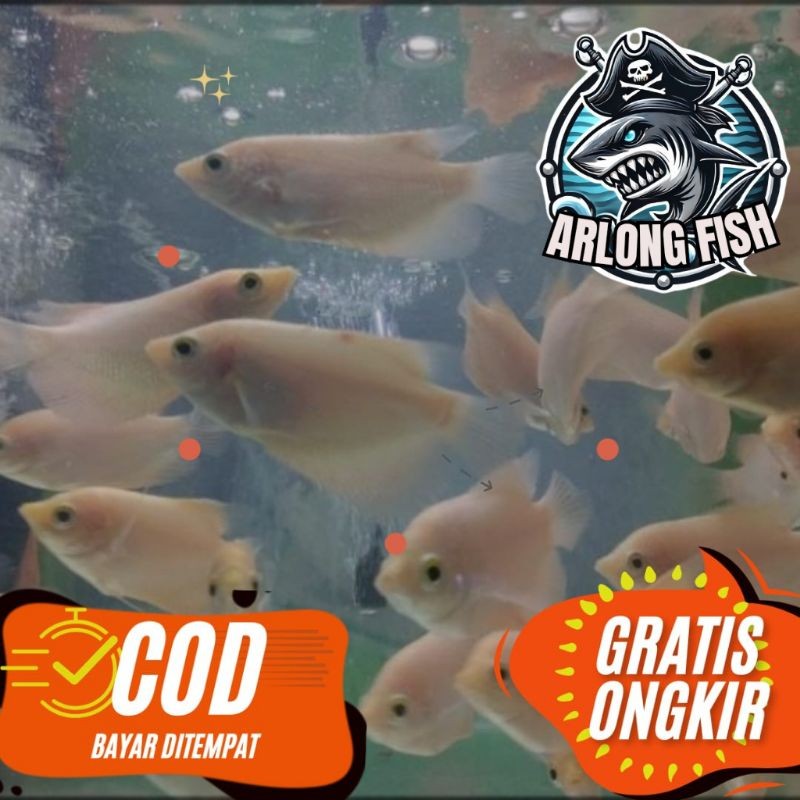 Bibit Ikan Gurame Padang isi 10 | bibit gurame padang