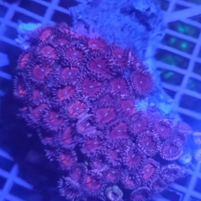 TERBARU zoa koloni PROMO