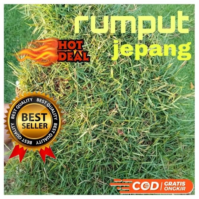 Paketan 5 Meter Rumput Jepang/Rumput Taman Murah