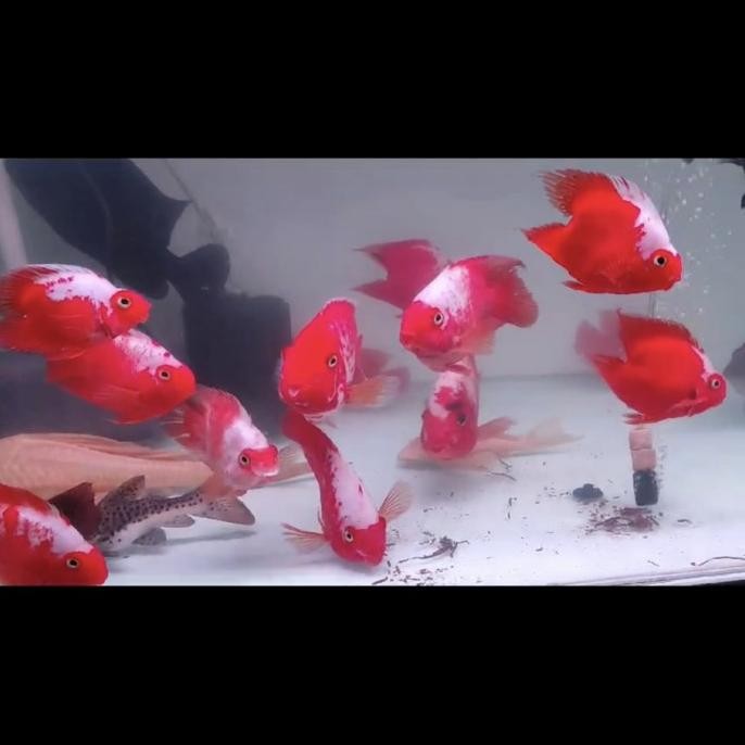 || PROMO  ~`~ KING KONG PARROT SANTA 14cm merah cabe ||~~~