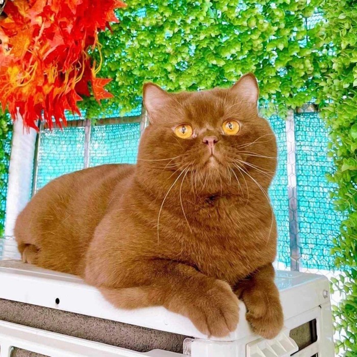 

TERPERCAYA British shorthair cinnamon