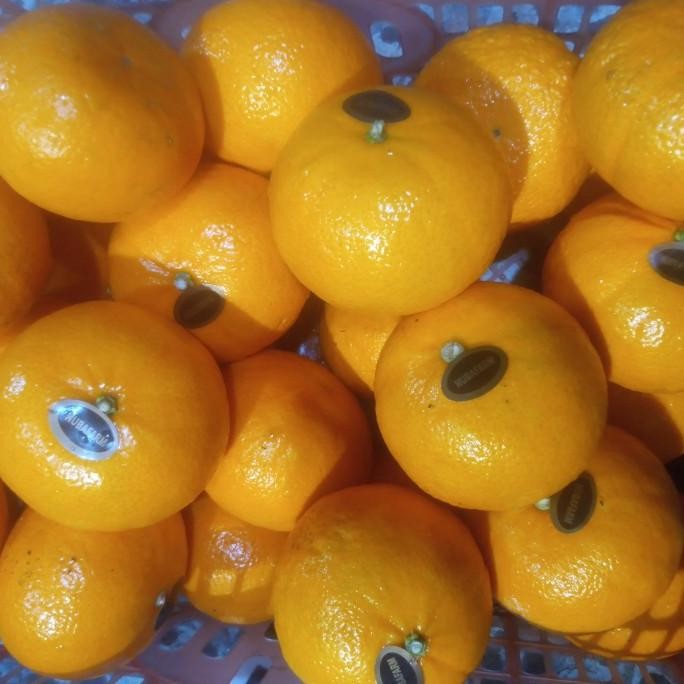 

SALE! JERUK MURCOT MESIR FRESH PER 1 KG