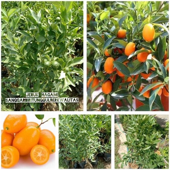 

SALE! BIBIT TANAMAN BUAH JERUK NAGAMI UNGGUL DAN KONDISI SUDAH (BERBUAH)