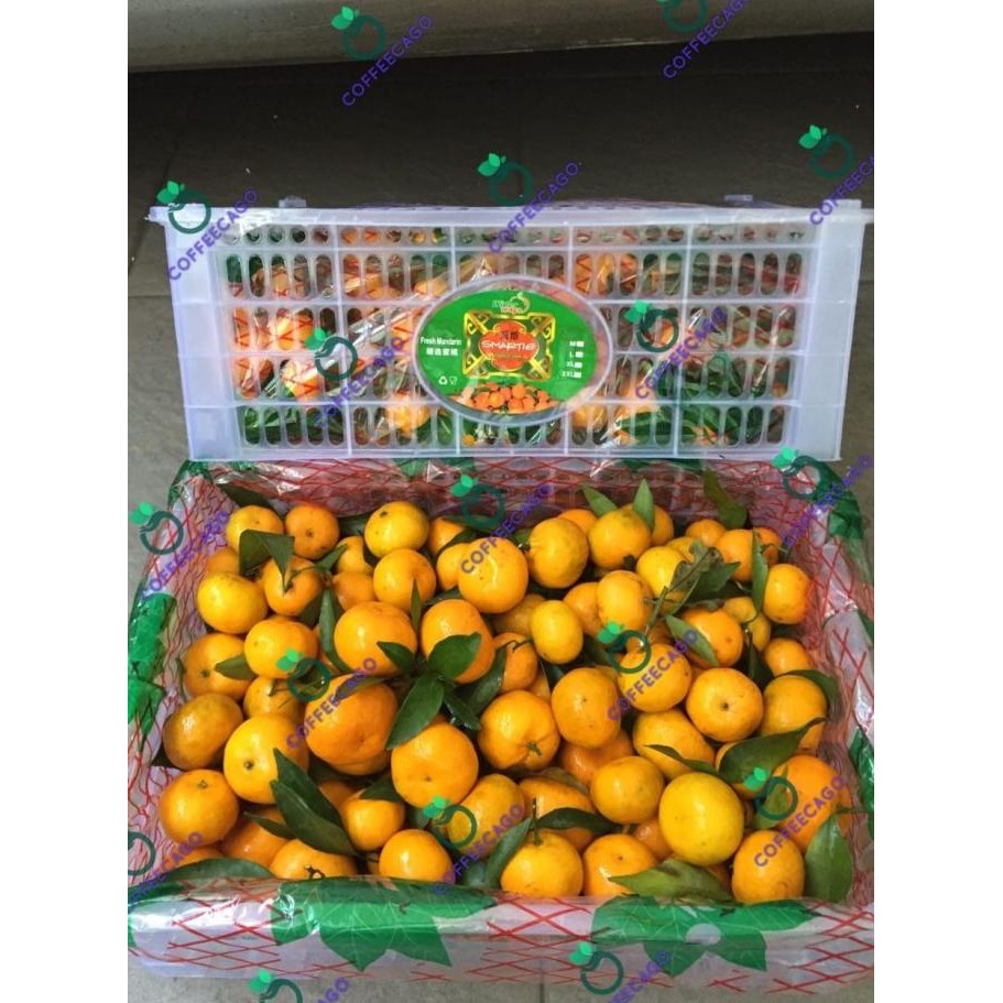 

SALE! JERUK SHANTANG DAUN MATSUI (6.5 KG) FRESH IMPORT