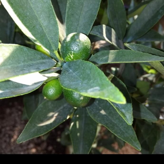 

SALE! TANAMAN BUAH JERUK NAGAMI/JERUK KINKIT