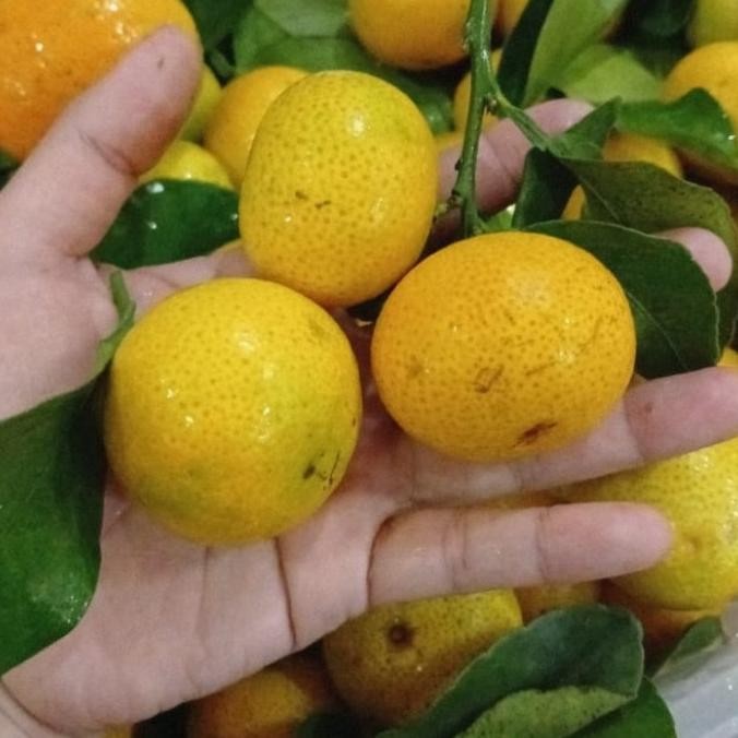 

SALE! BUAH JERUK SHANTANG DAUN FRESH 1 KG