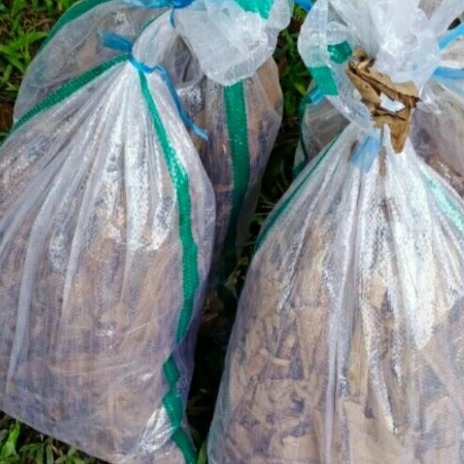 Jangkrik Fress Hidup 1Karung