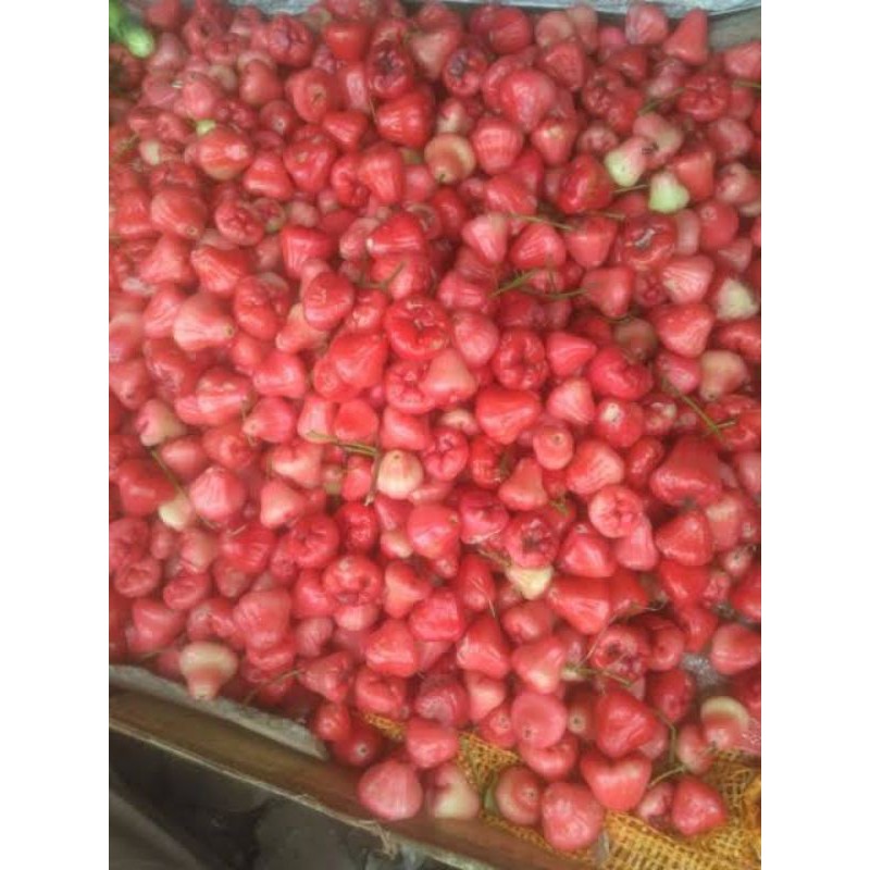 

Jambu air rujak fresh 1kg