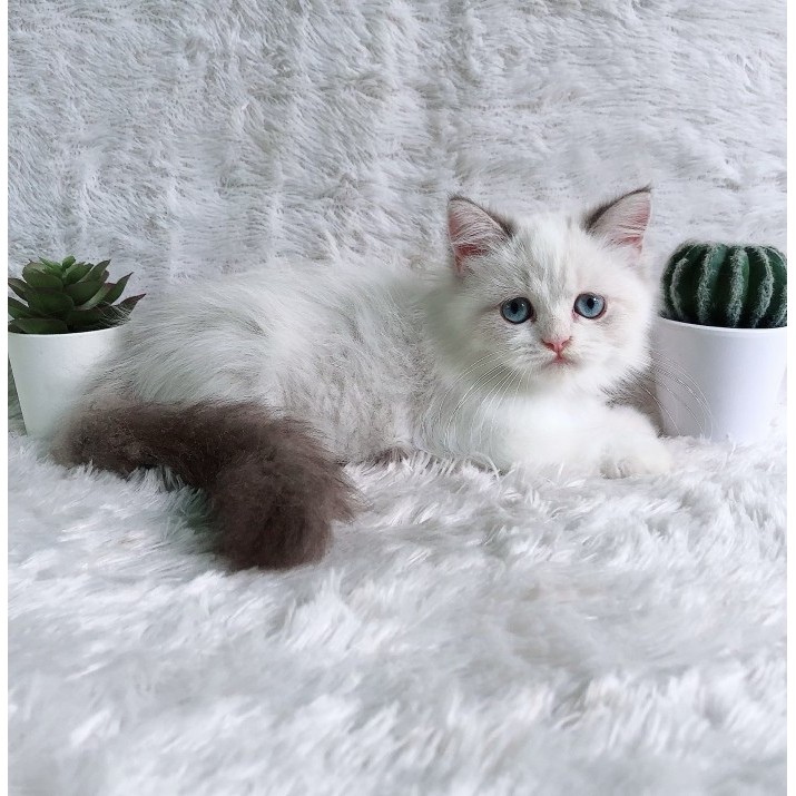 kucing ragdoll jantan kitten