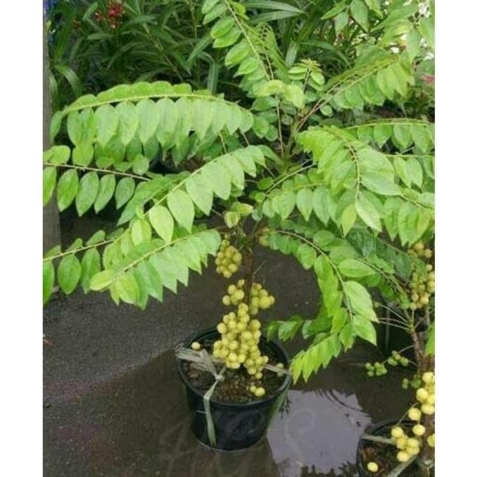 FRES Bibit Cermai Super / Bibit Cermai Okulasi / Bibit Buah Buahan VALID