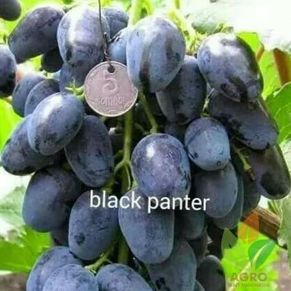 

Bibit Tanaman Buah Anggur Black Panther Import-Bibit Anggur Grafting MMU