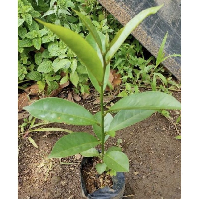 Bibit pohon buah buni/cepat berbuah buni tanaman buah langka MMU