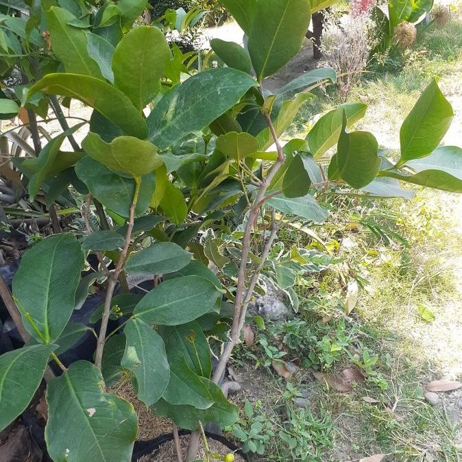 TANAMAN BUAH JAMBU AIR HIJ TANPA BIJI SUDAH BERBUNGA/BERBUAH CANGKOK MMU