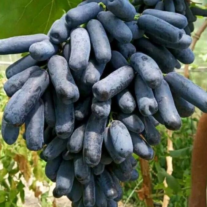 FRES bibit tanaman buah anggur hitam anggur jari tanpa biji AA14 DD80 VALID