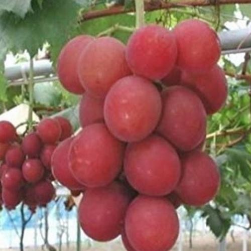 FRES bibit tanaman buah anggur import ruby roman gratis anggur Isabella VALID