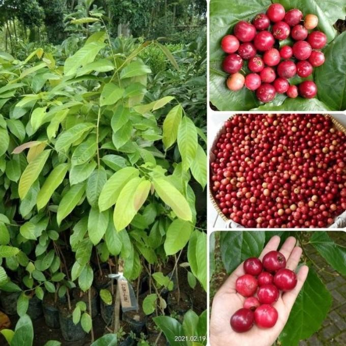 FRES BIBIT BUAH LOBI LOBI/LOBA LOBI CANGKOK KAYA AKAN HERBAL VALID