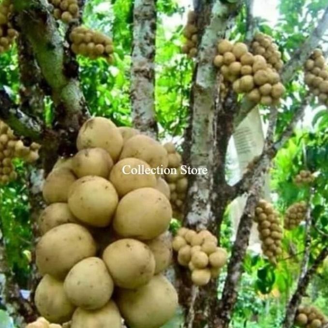 

Tanaman Buah DUKU TANPA BIJI DUKONG MALAYSIA Rimbun MMU
