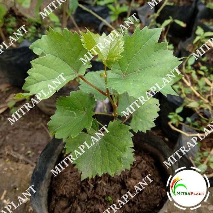 

Bibit Pohon Anggur Merah - Buah Anggur - Tanaman Anggur Merah MMU