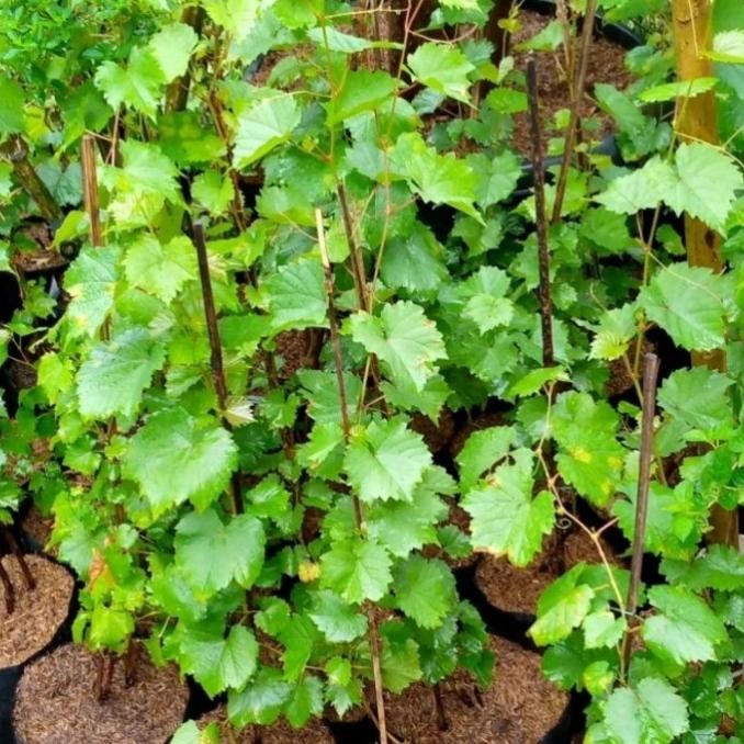 FRES bibit buah anggur merah/pohon anggur/ buah anggur merah VALID