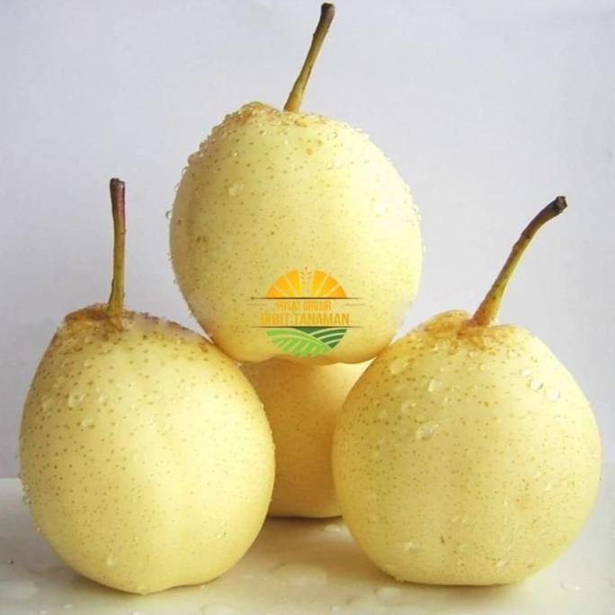

Bibit Tanaman Buah Pear Cangkok / okulasi MMU
