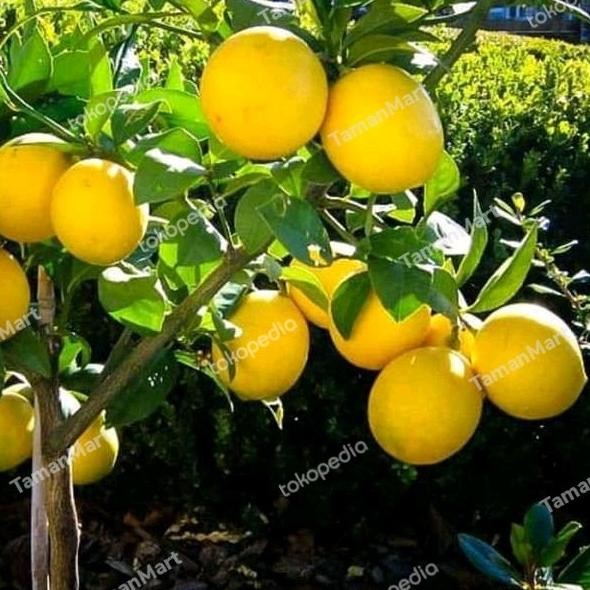 

bibit tanaman buah lemon california pohon jeruk kalifornia MMU