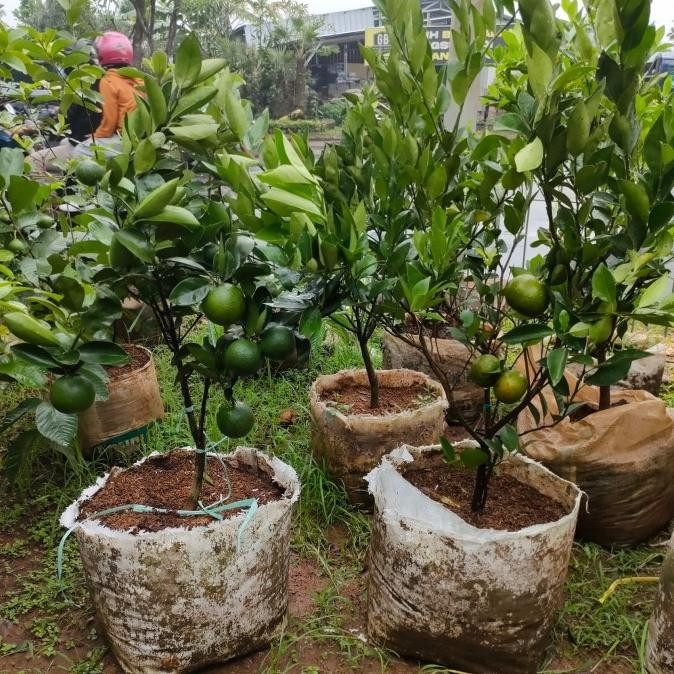 

Paket tanaman buah jeruk /baby sankist/Siam madu/sudah berbuah MMU