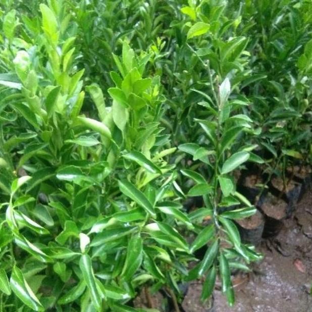 

DAN Tanaman buah jeruk emas KLITAS UNGGULAN MMU