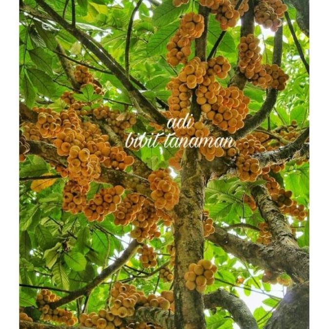 FRES Bibit buah duku palembang/tanpa biji VALID