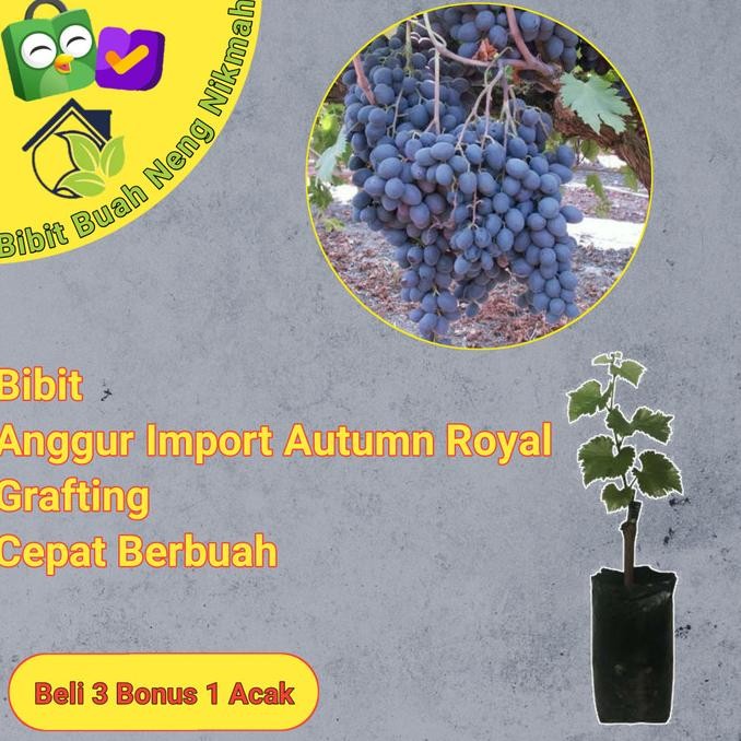 

Bibit Tanaman Buah Anggur Import tumn Royal Grafting cepat berbuah MMU