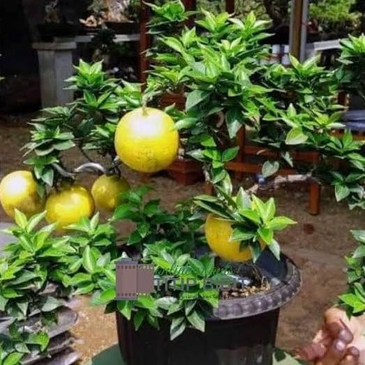 

tanaman bibit buah jeruk Bril bai MMU