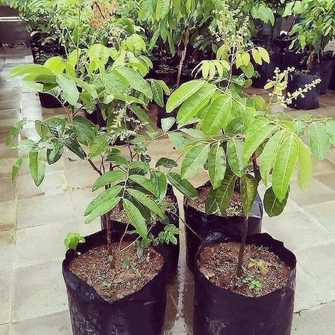 FRES BIBIT BUAH KELENGKENG DIAMOND RIVER BERBUNGA-BIBIT KLENGKENG BERBUNGA VALID