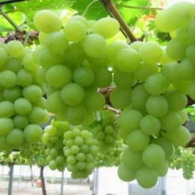 

Bibit tanaman buah anggur Import Belgi MMU