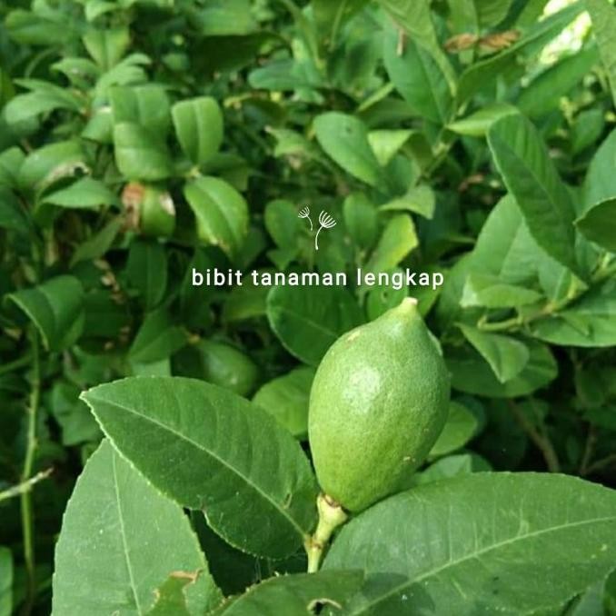 

Bibit Tanaman Buah Jeruk Lemon Berbuah MMU