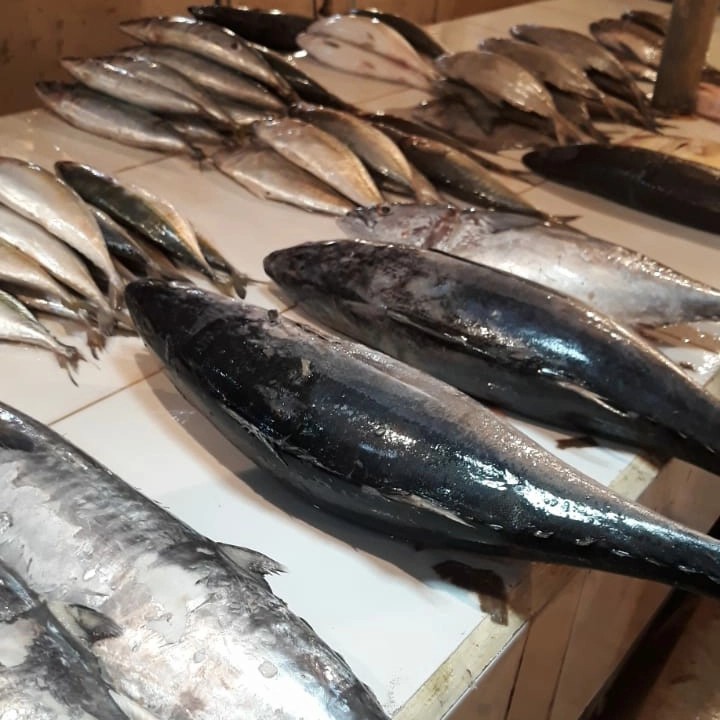 

Ikan Tongkol segar besar KWALITAS TOP