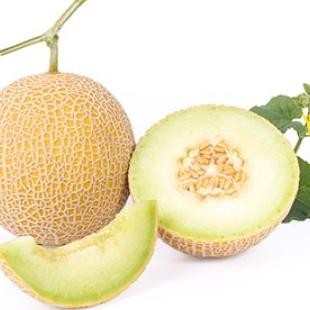 Benih Melon Rz Inthanon - 100 Seed Kemasan Repaing