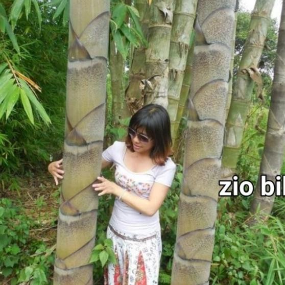 Terbaru 5 Biji Benih Bambu Raksasa F1 Benih Bambu Raksasa